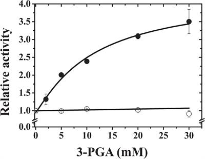 On the Roles of Wheat Endosperm ADP-Glucose Pyrophosphorylase Subunits